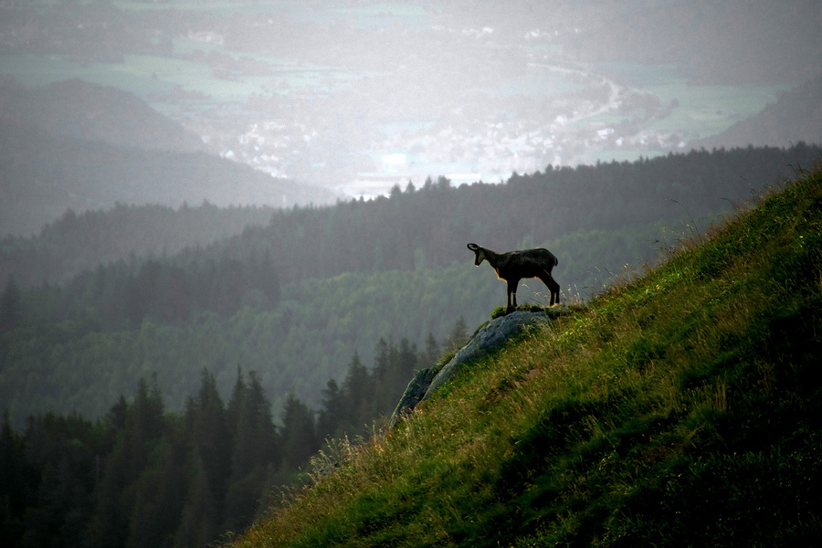 1_solitaire_Martine Bihr_5369